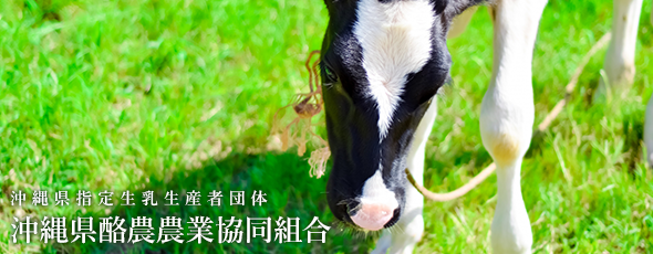 沖縄県指定生乳生産者団体 沖縄県酪農農業協同組合